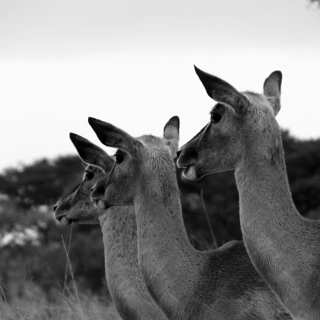 three deer are standing next to each other