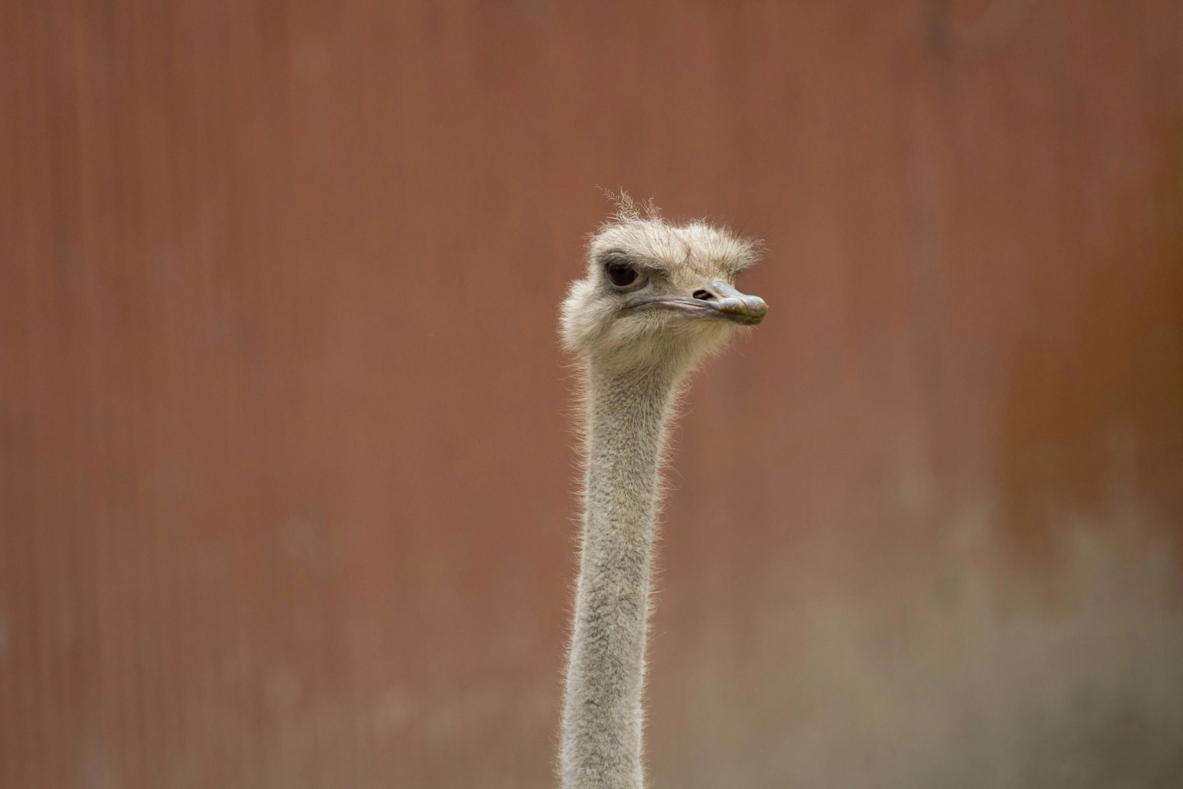 an ostrich that is standing in the grass