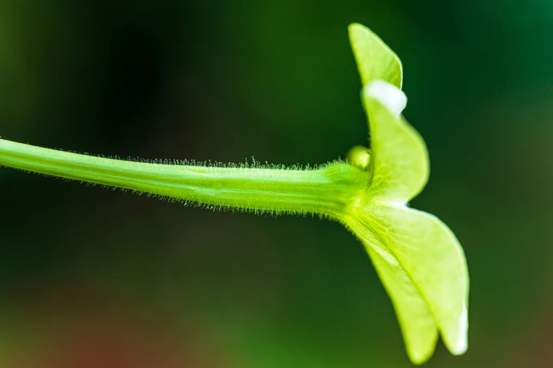 a green flower that has small seed on it