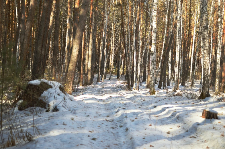 snow covered path in a forest filled with trees