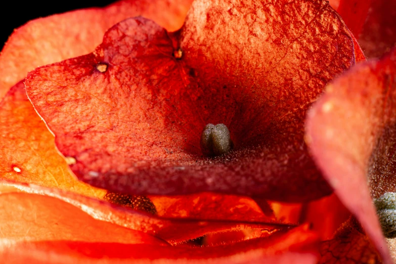 a flower with its petals still attached to it