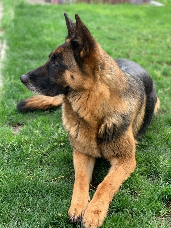 dog sitting in grass with ear turned towards the side