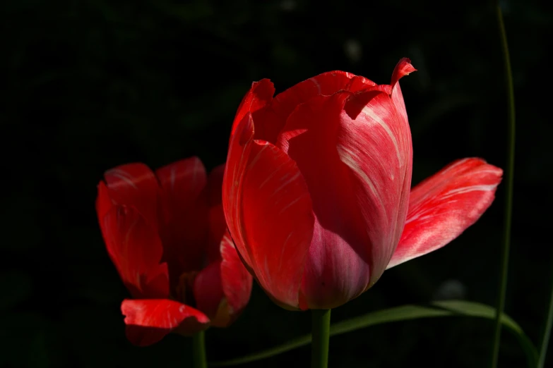 two red tulips blooming on a dark day