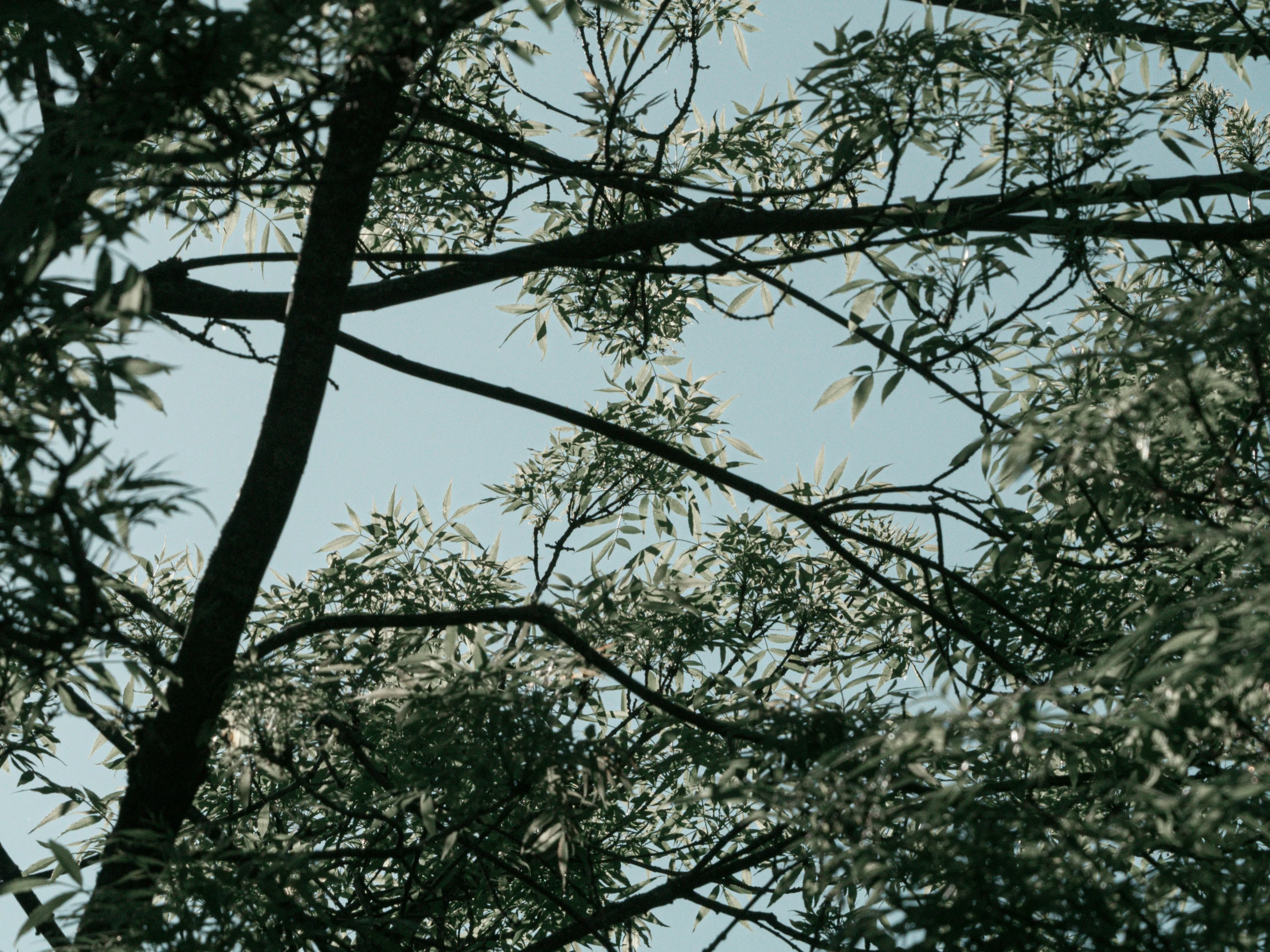 a tree and some nches that is showing the leaves