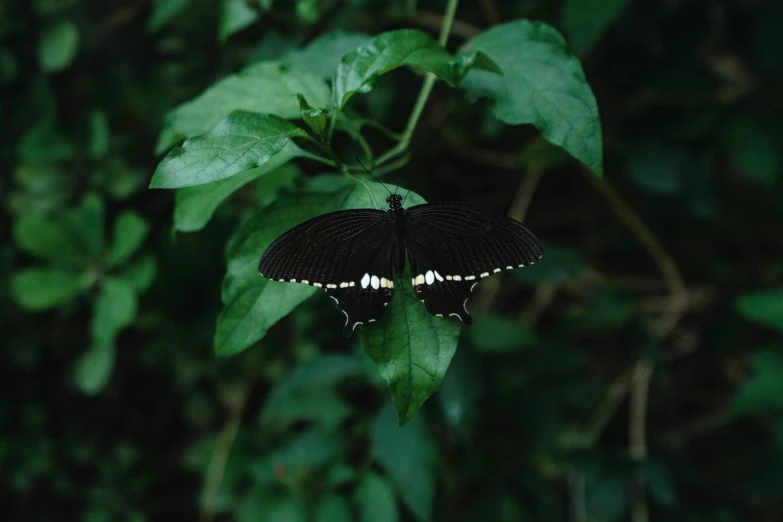 a small black erfly is sitting on a green plant