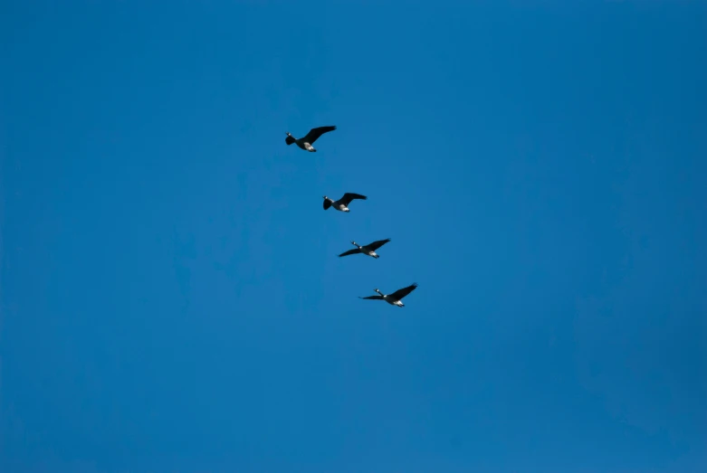 four birds fly in formation against a bright blue sky