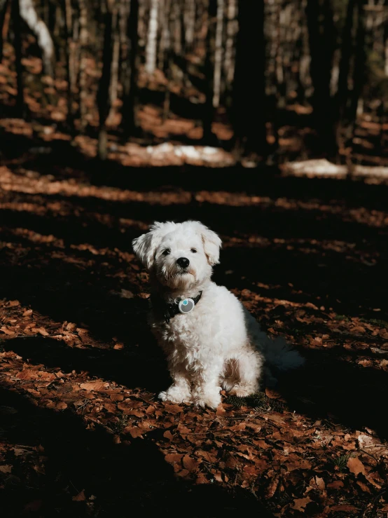 a white puppy is sitting in the woods