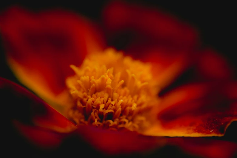 a bright yellow and red flower is in bloom