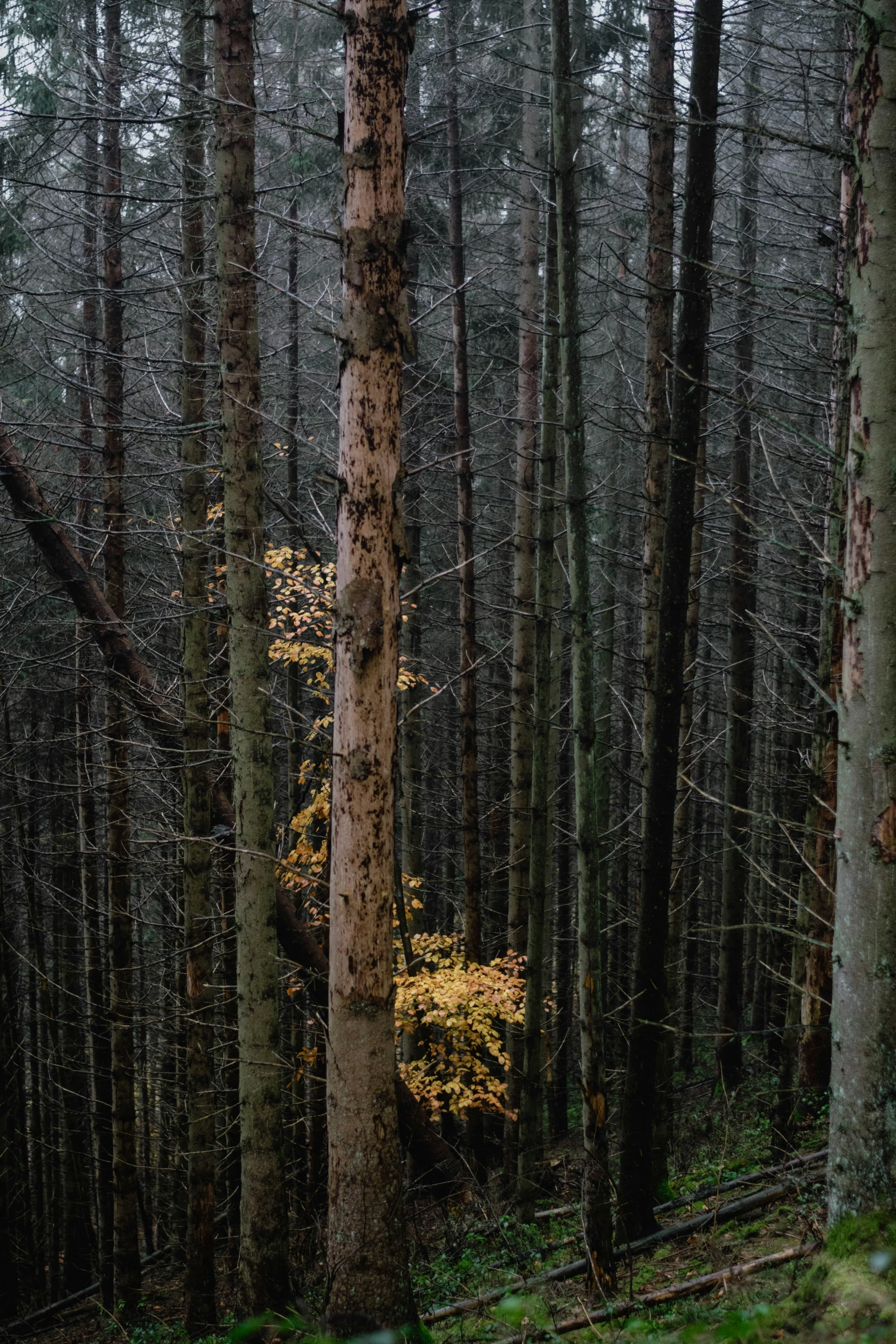 a lone bench in the middle of a thick pine forest