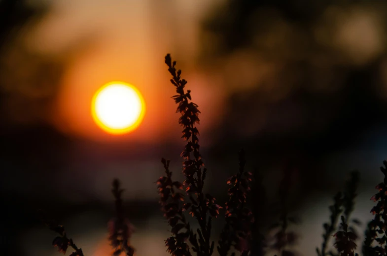 the sun is setting over some grass