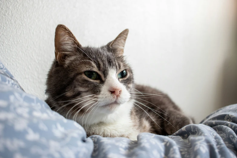 a close up of a cat on a bed