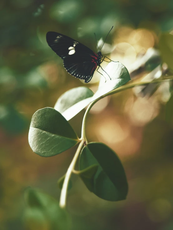 a black and red erfly sitting on top of a leaf