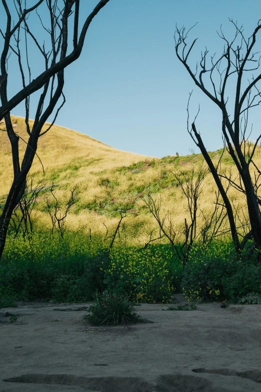 some thin, leafless trees are against a bright sunlit hill