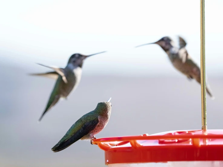 hummingbirds flying around a feeder for nectar