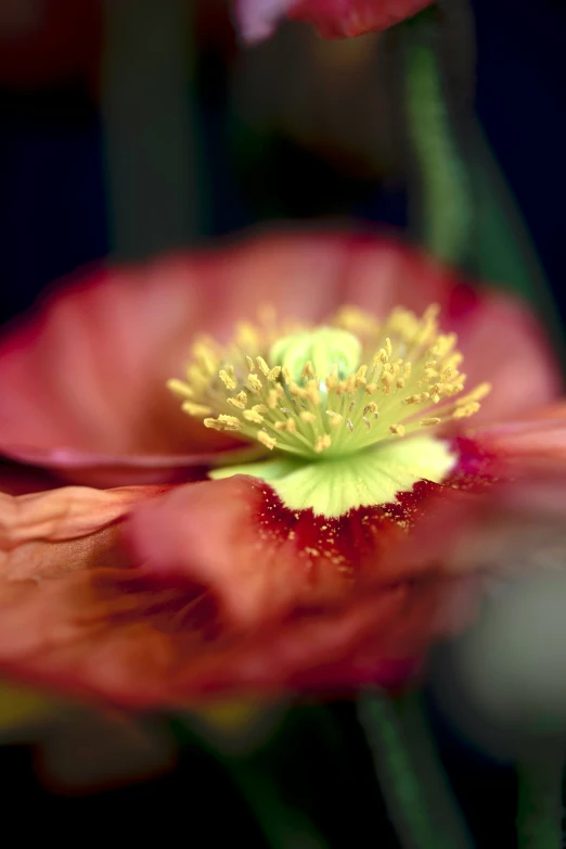 an up close po of a flower with red petals