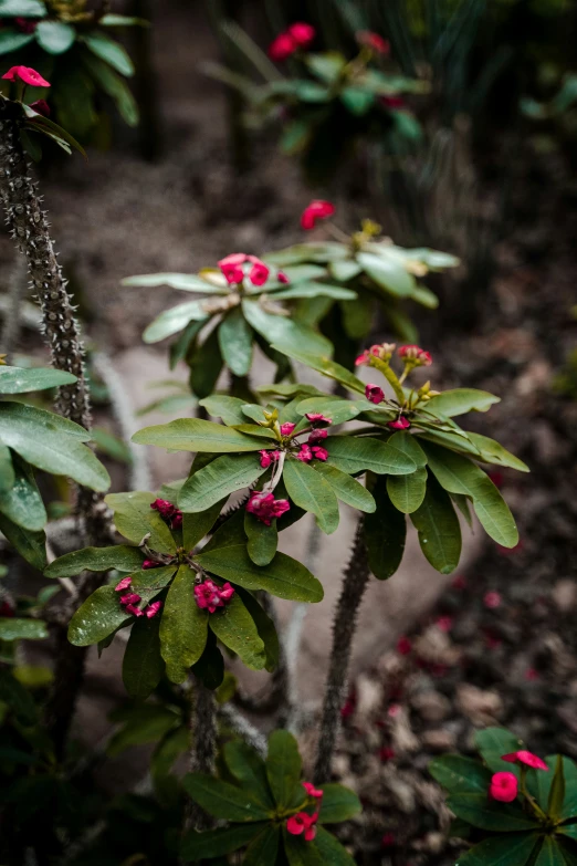 two different colored flowers with small leaves on them