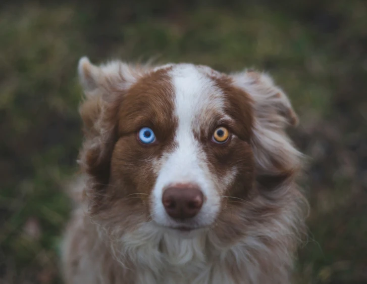 a brown and white dog with a blue iris