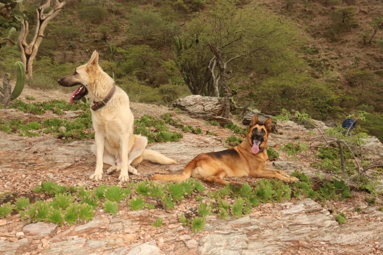 two dogs sit on a rocky terrain in a mountainous area