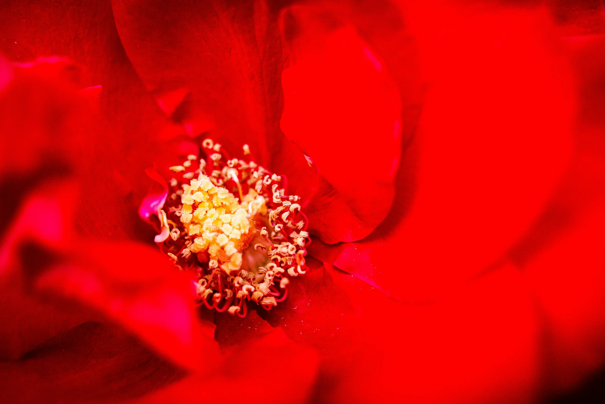 closeup of a red flower with yellow center