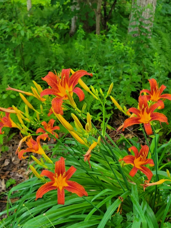 a group of orange flowers are in the grass