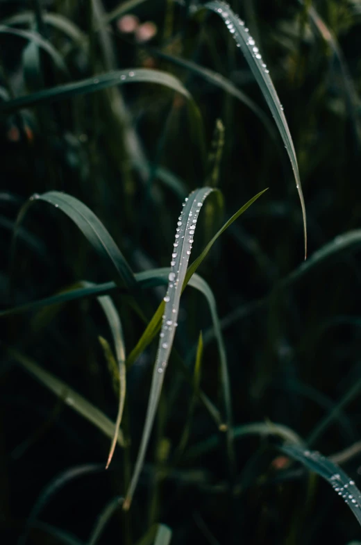 a very long nch of grass that has water on it