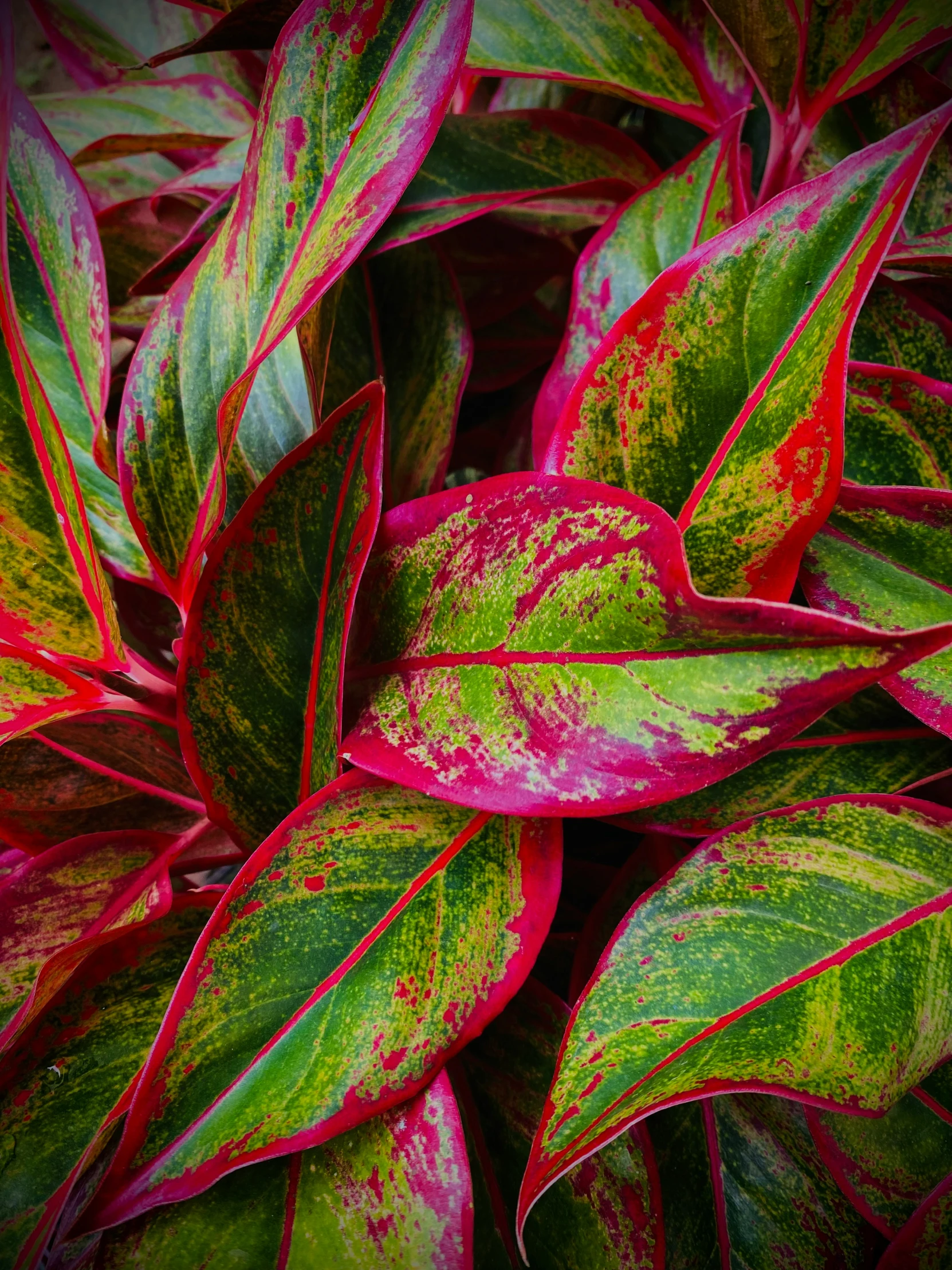 a group of green and red leaves