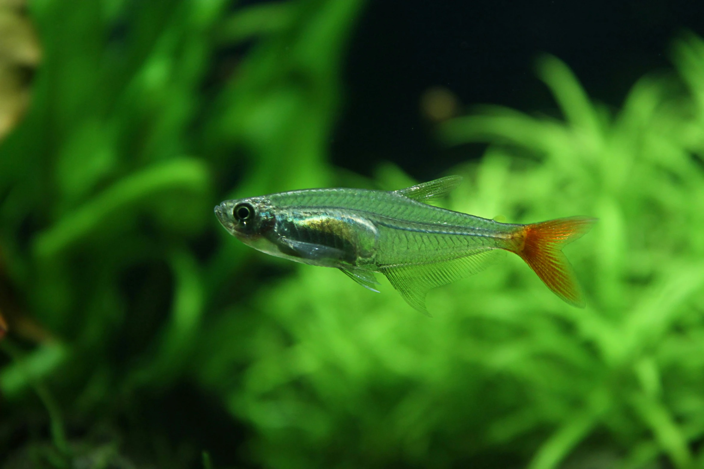 a fish is swimming among some vegetation