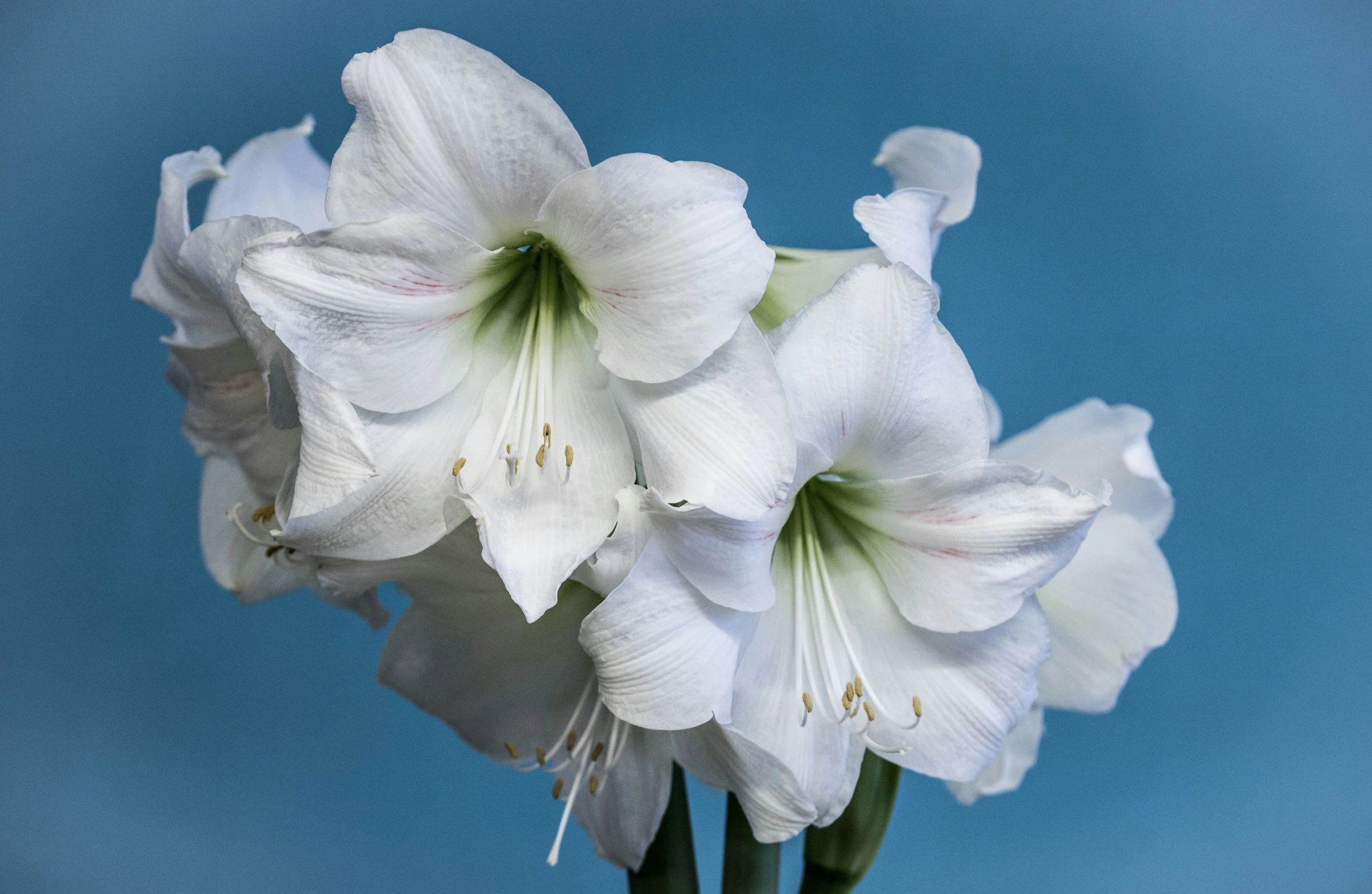 a bouquet of white flowers against a blue background