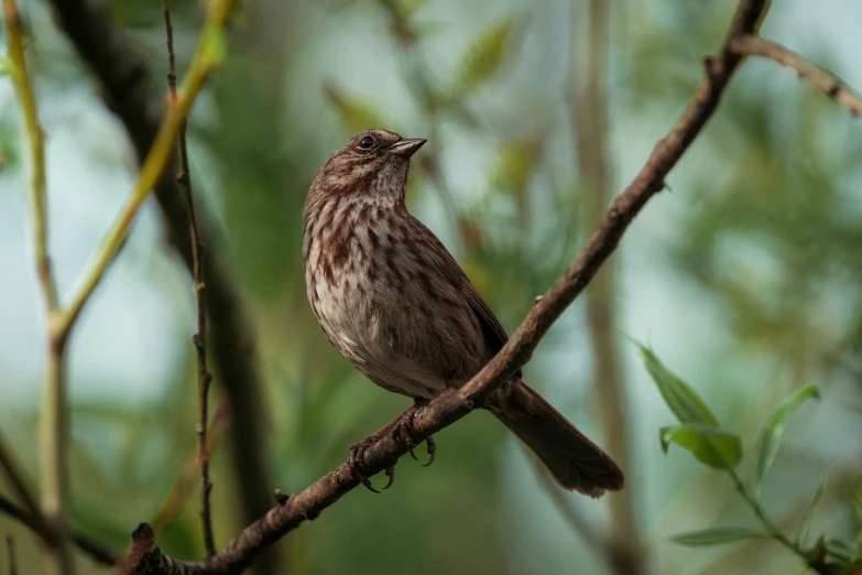 the bird is sitting on the nch of a tree