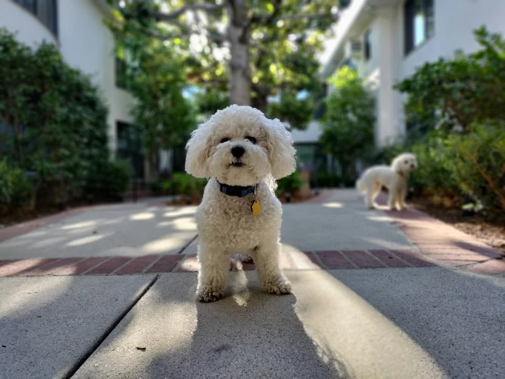 the small white dog has a collar on