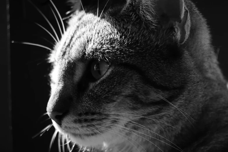 a cat is staring out a window while in the daytime