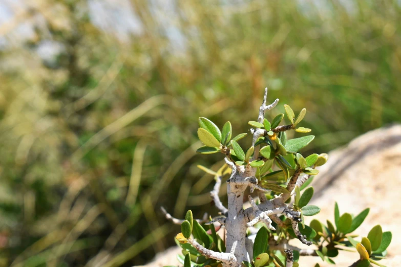 a plant grows in some rocks along side a bush