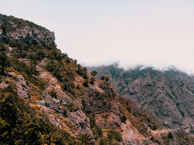 a brown mountain with trees on the side