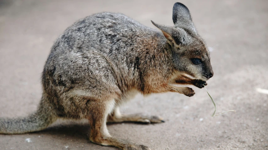 an animal with its mouth open and the grass in its mouth