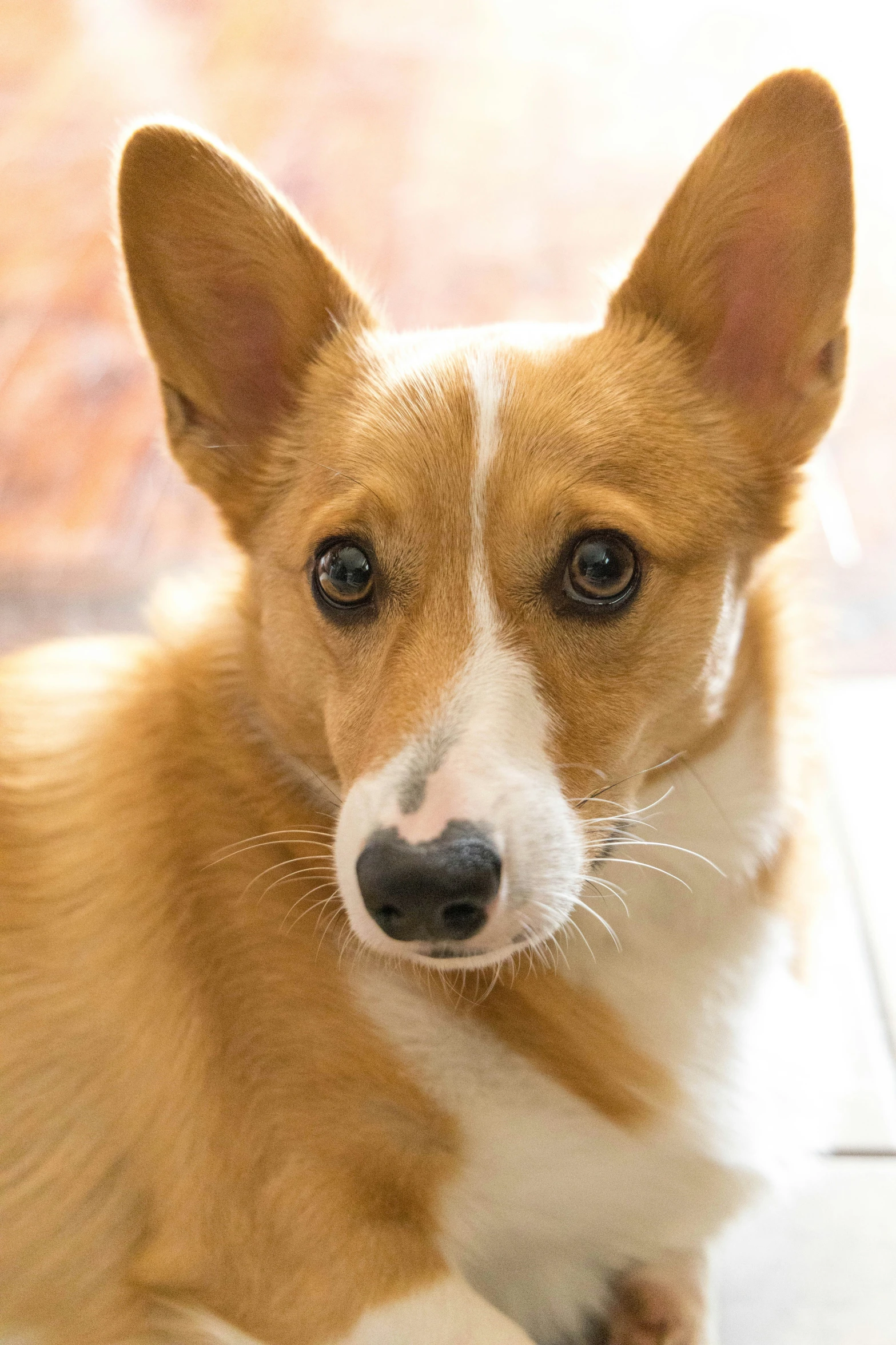 a small brown and white dog laying on the floor