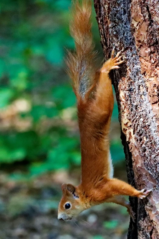 the squirrel is climbing on the tree and reaching it to its side