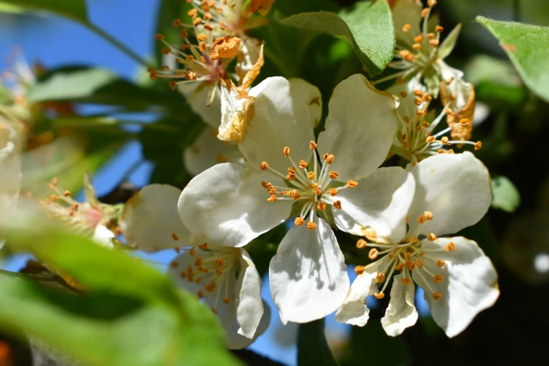 a white flower is on a tree