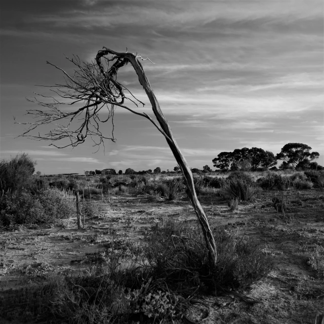 this lone tree stands alone in a barren field