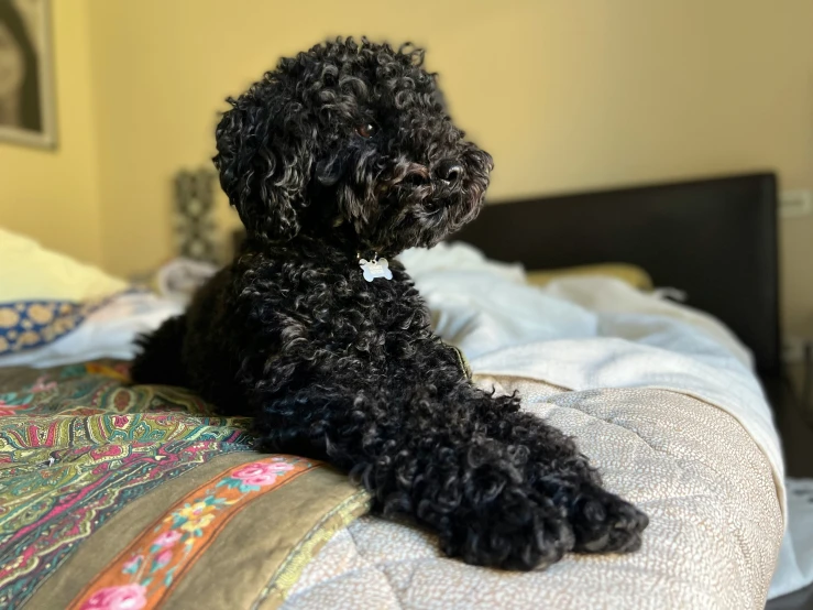 a small black dog lays on the edge of a bed