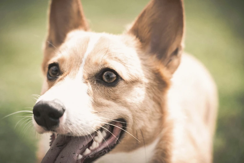 the puppy with its tongue out is looking forward