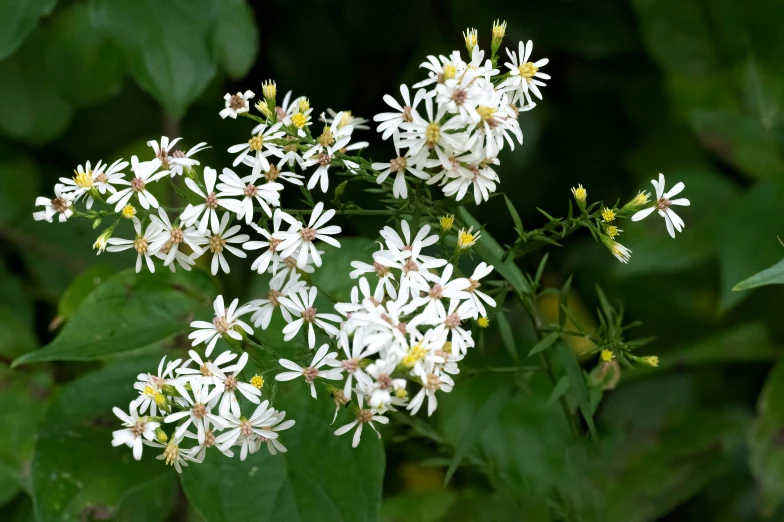 an up close picture of some white flowers