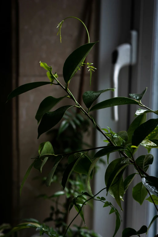 a potted plant sits in front of a window