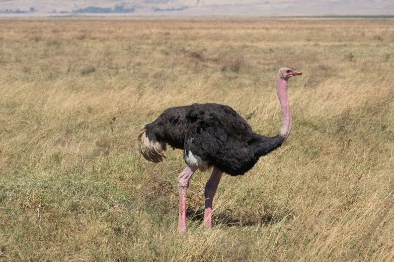 an ostrich standing in the middle of an open plain