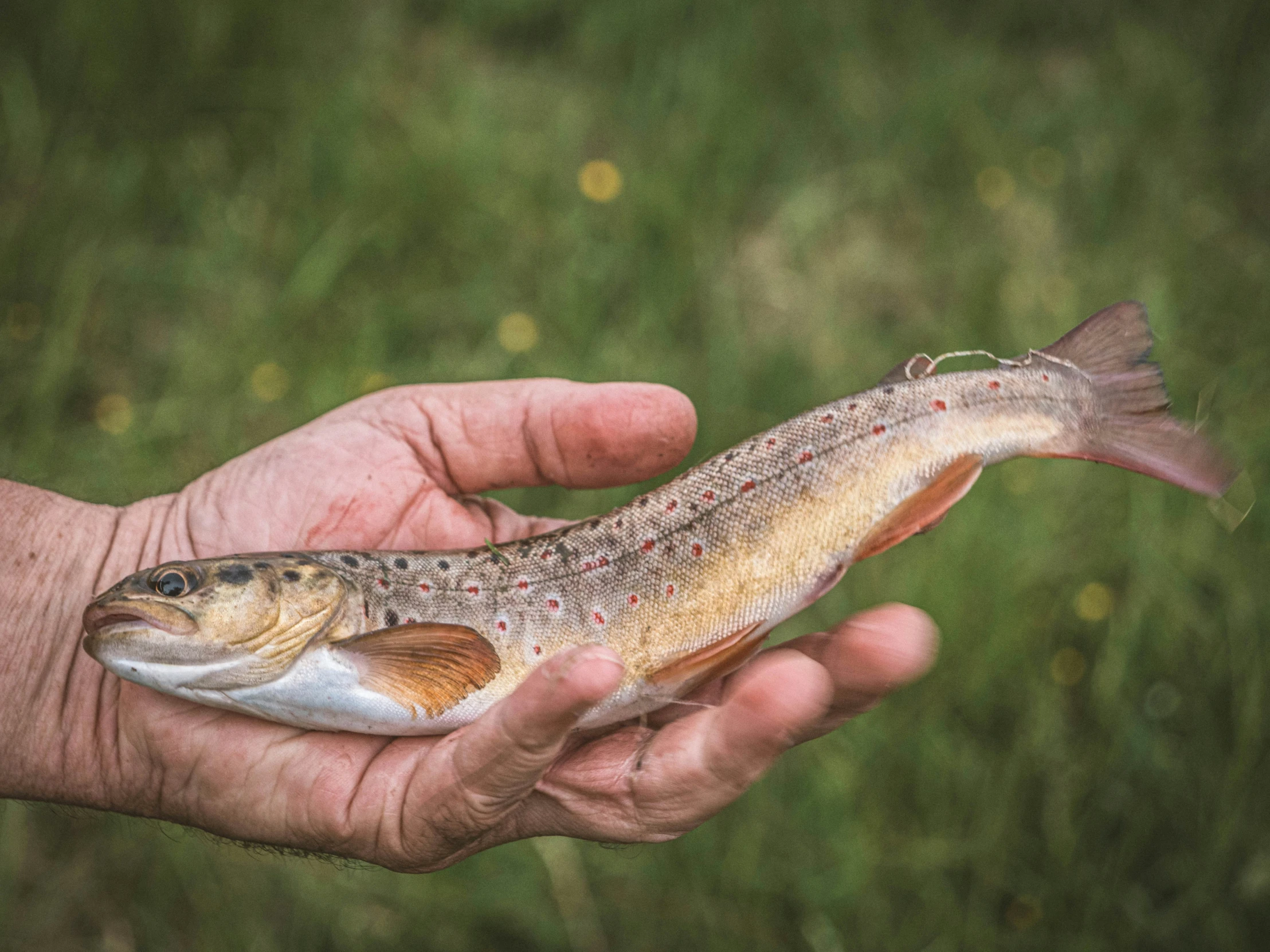 an image of a fish that is on the man's hands