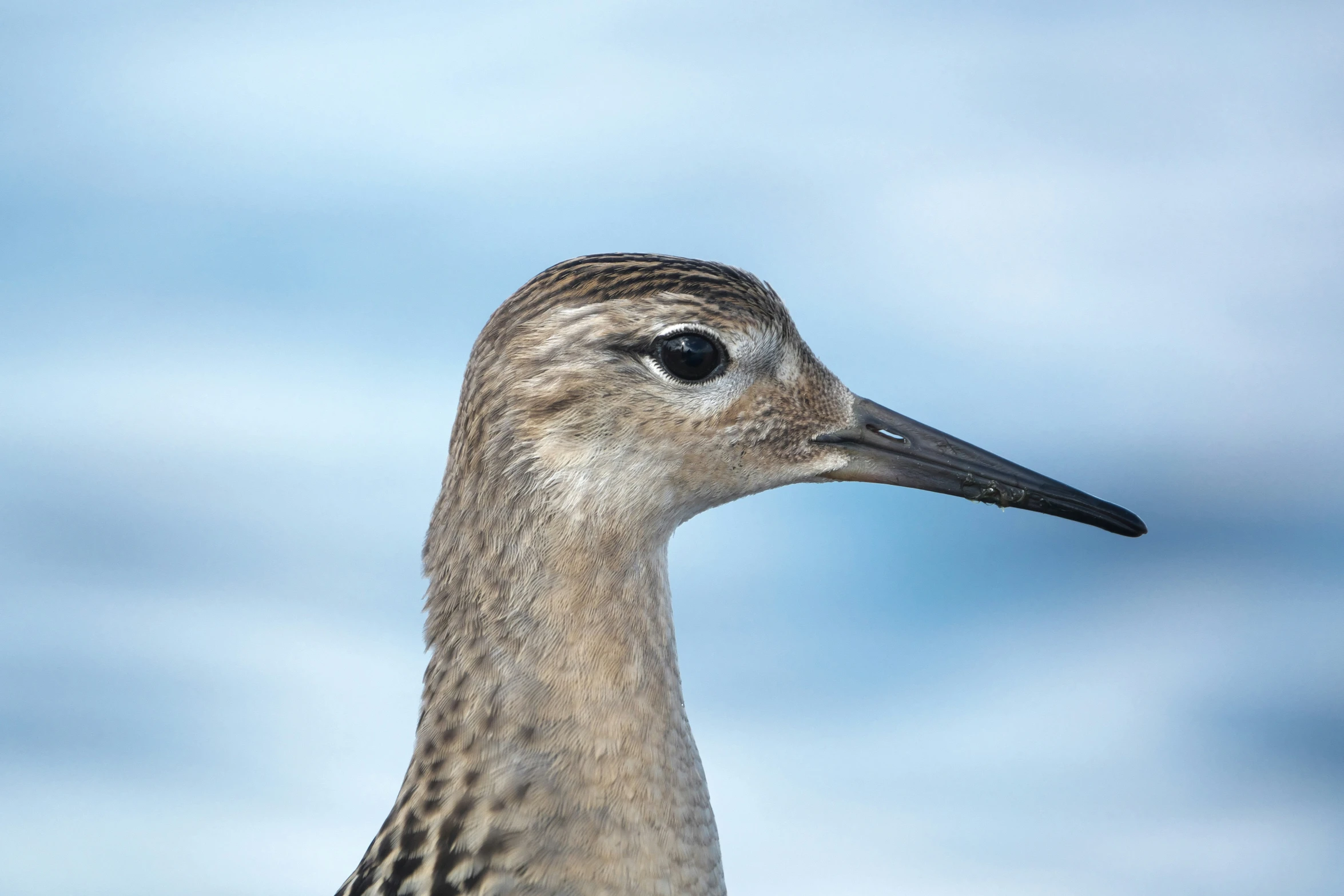 a close up po of a bird in the wild