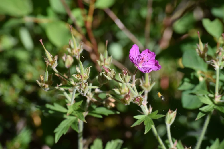 purple flowers blooming in the sun and bright green leaves