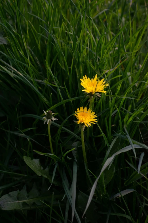 two small yellow flowers are growing in the grass