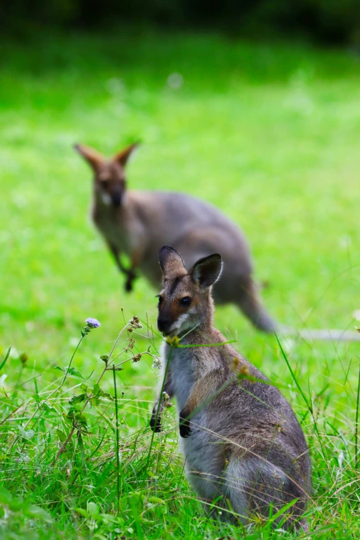 the two kangaroos are standing in the tall grass