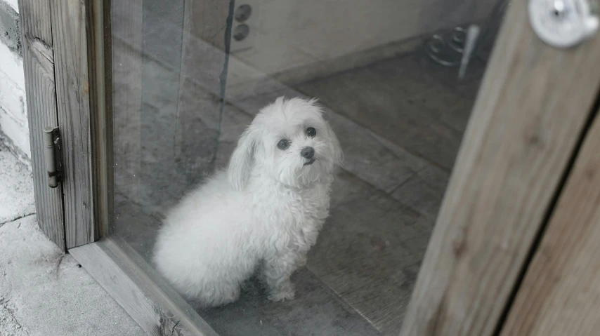 a small white dog standing in front of a glass door