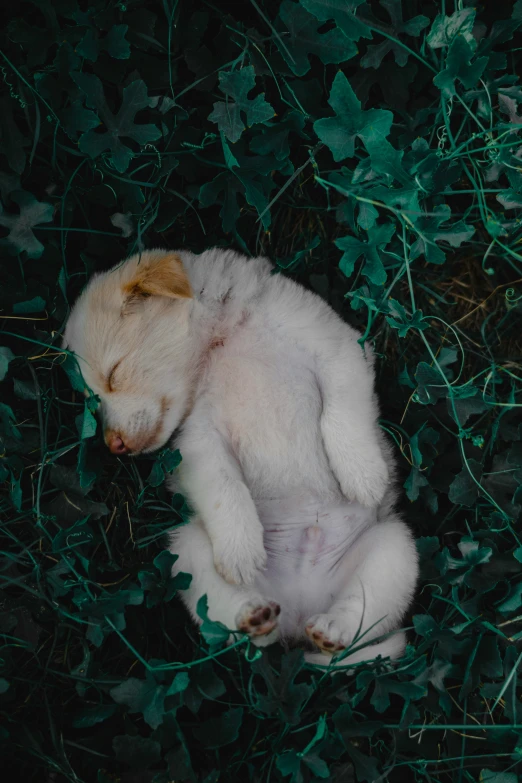 a white teddy bear is on the ground among leaves